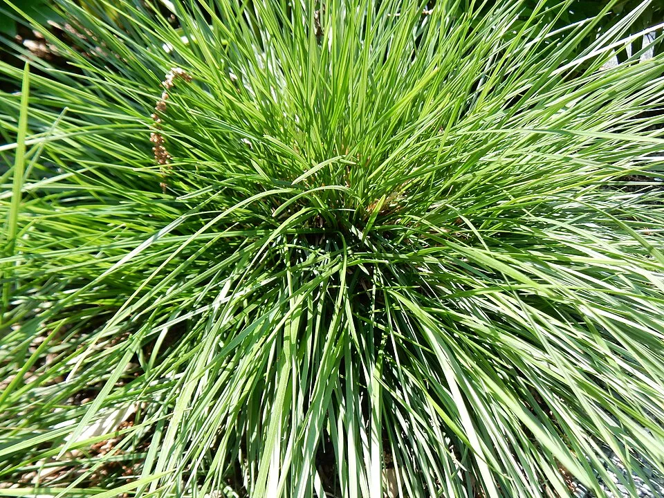 Gyepes sédbúza / Deschampsia cespitosa 'Goldtau'