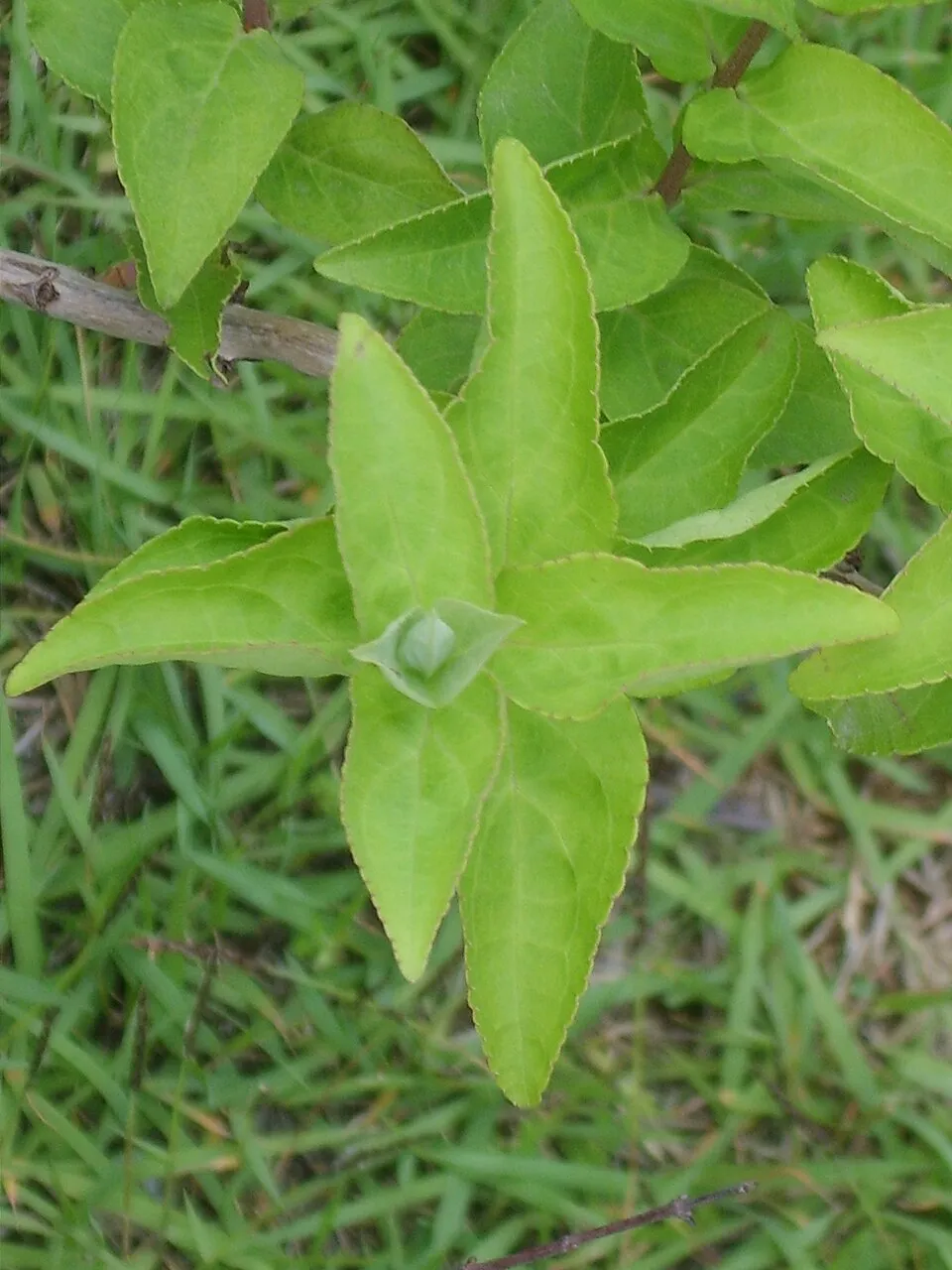 Krémfehér virágú gyöngyvirágcserje / Deutzia crenata 'Dippon'