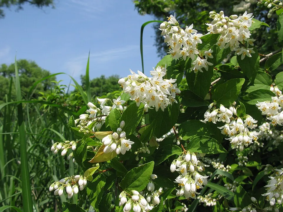 Krémfehér virágú gyöngyvirágcserje / Deutzia crenata 'Dippon'