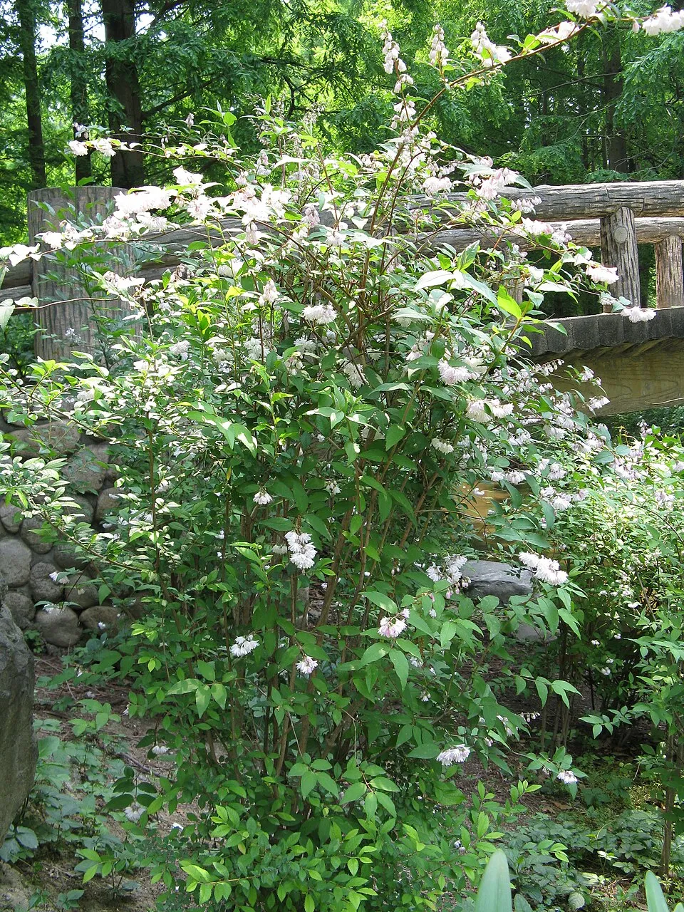 Krémfehér virágú gyöngyvirágcserje / Deutzia crenata 'Dippon'