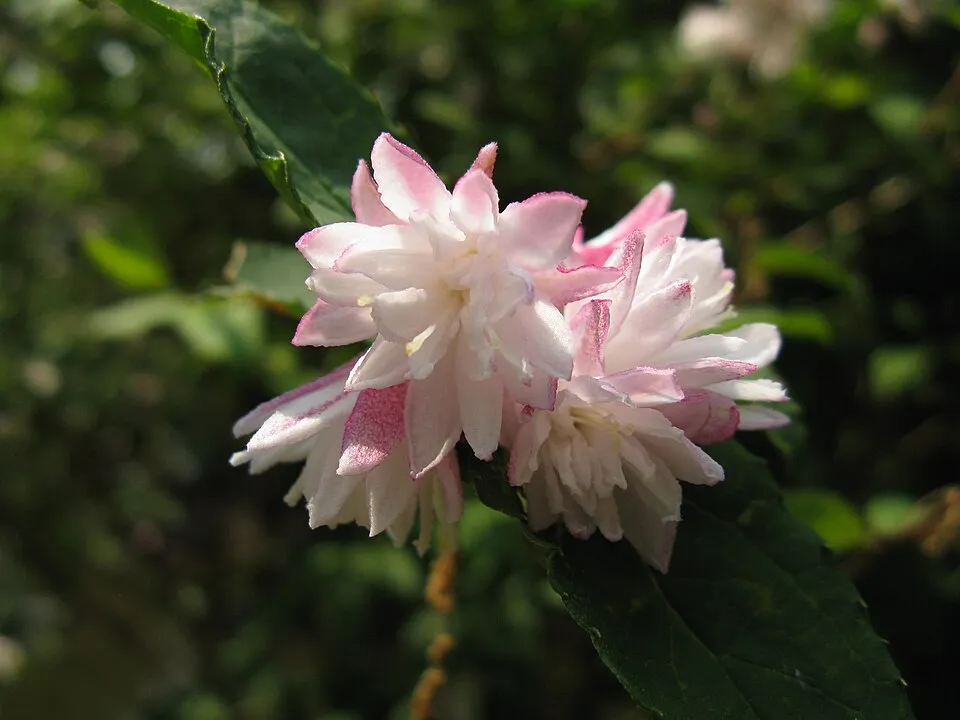 Krémfehér virágú gyöngyvirágcserje / Deutzia crenata 'Dippon'