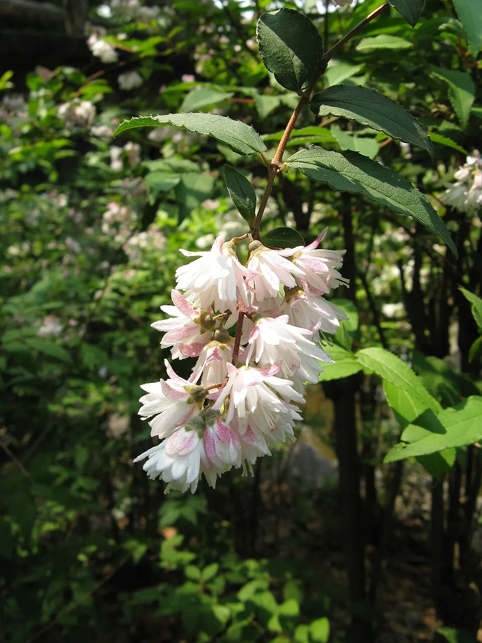 Krémfehér virágú gyöngyvirágcserje / Deutzia crenata 'Dippon'