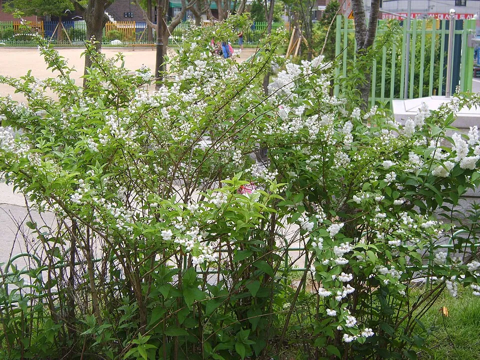 Krémfehér virágú gyöngyvirágcserje / Deutzia crenata 'Dippon'