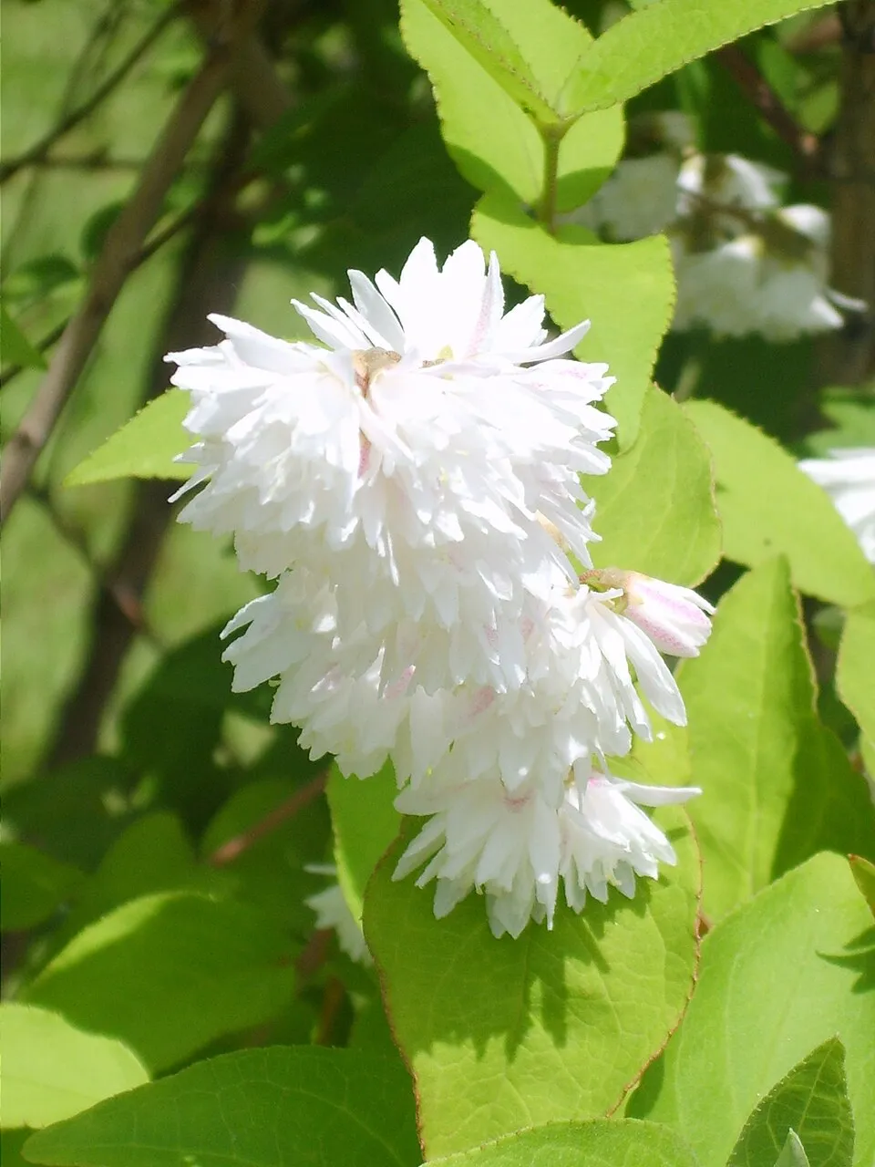 Krémfehér virágú gyöngyvirágcserje / Deutzia crenata 'Dippon'