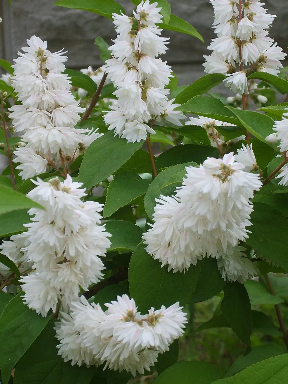 Krémfehér virágú gyöngyvirágcserje / Deutzia crenata 'Dippon'