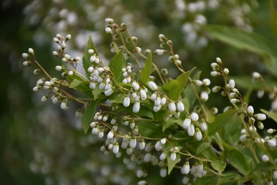 Fehér virágú, alacsony termetű gyöngyvirágcserje / Deutzia gracilis