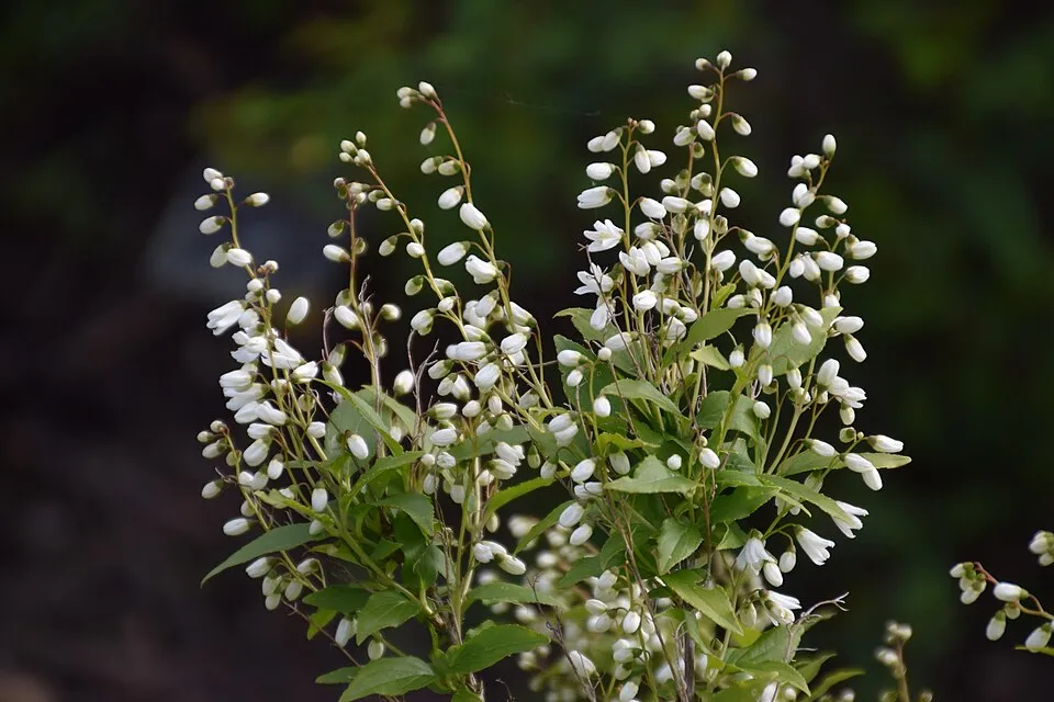 Fehér virágú, alacsony termetű gyöngyvirágcserje / Deutzia gracilis