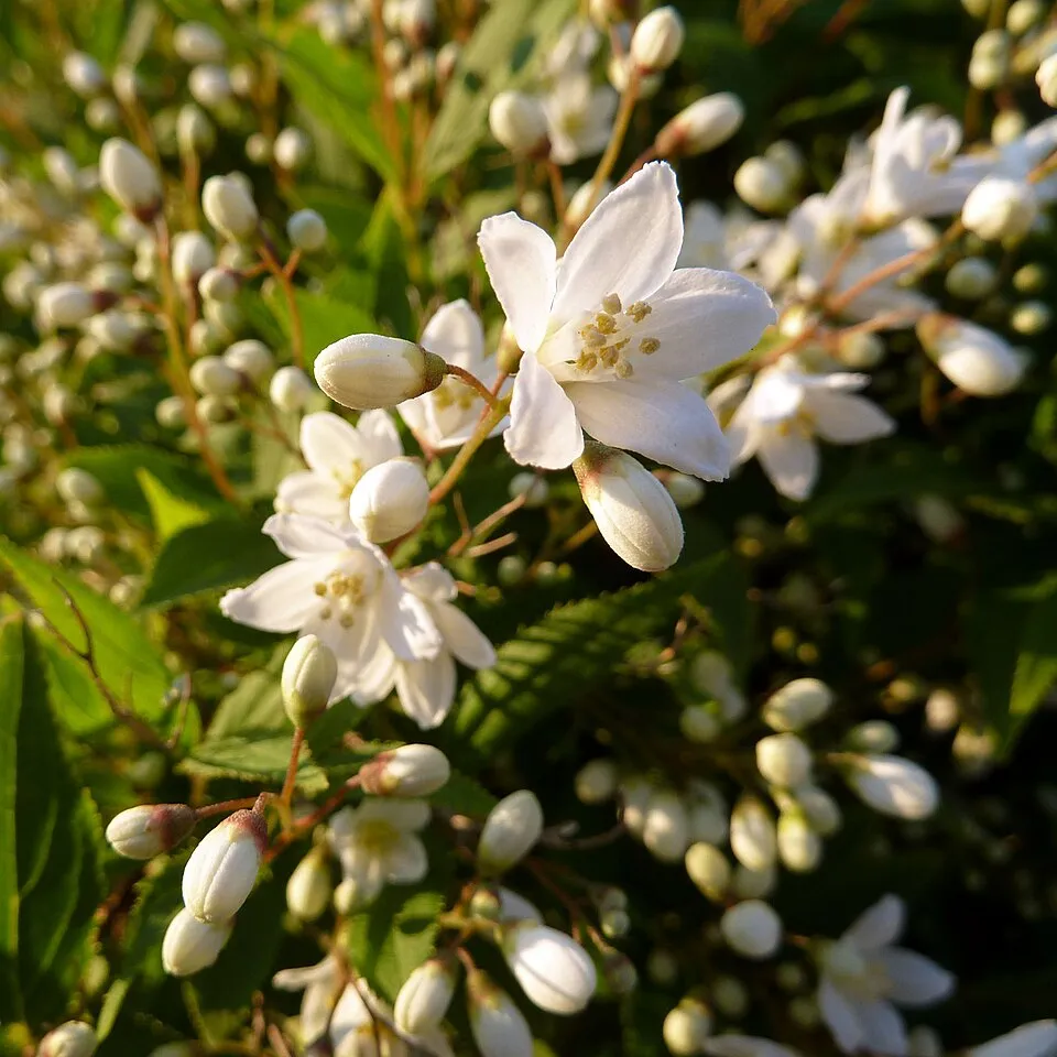 Fehér virágú, alacsony termetű gyöngyvirágcserje / Deutzia gracilis
