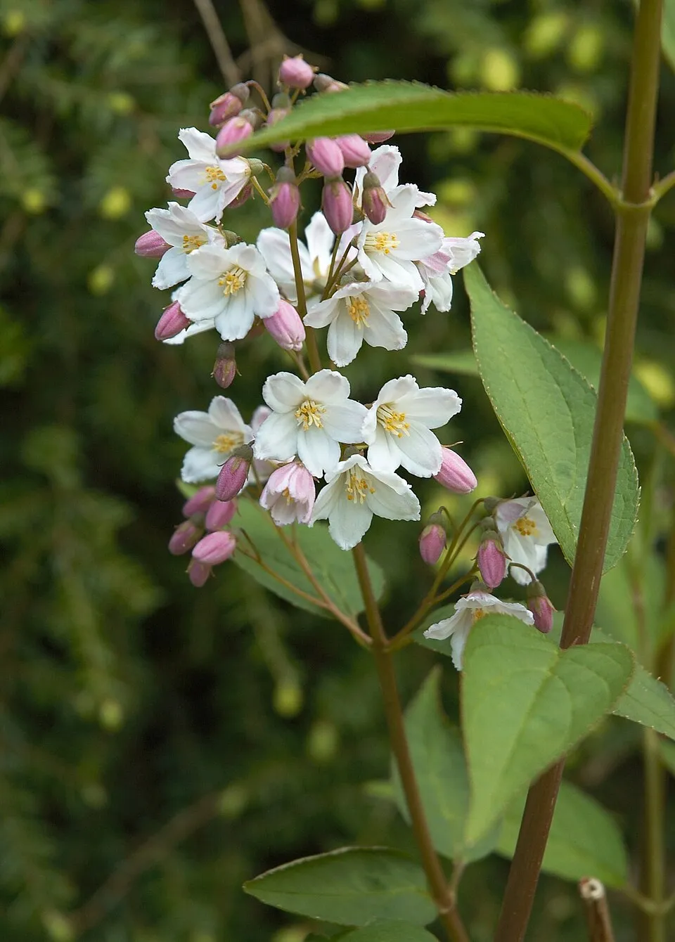 Fehér virágú, alacsony termetű gyöngyvirágcserje / Deutzia gracilis