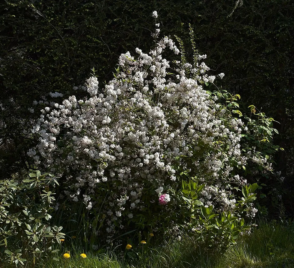 Fehér virágú, alacsony termetű gyöngyvirágcserje / Deutzia gracilis