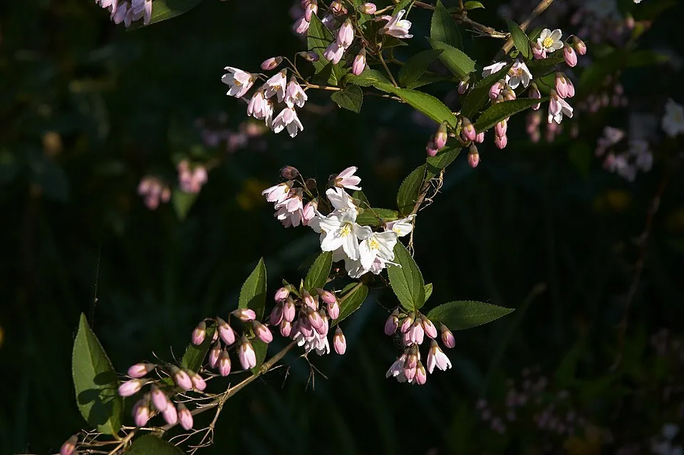 Fehér virágú, alacsony termetű gyöngyvirágcserje / Deutzia gracilis