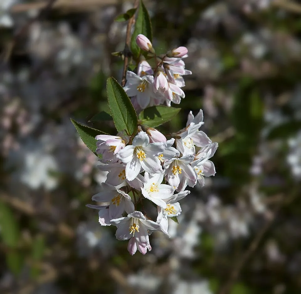 Fehér virágú, alacsony termetű gyöngyvirágcserje / Deutzia gracilis