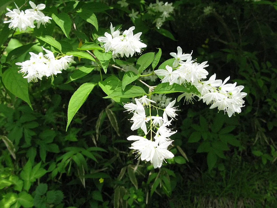 Fehér virágú, alacsony termetű gyöngyvirágcserje / Deutzia gracilis
