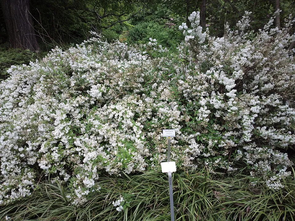 Fehér virágú, alacsony termetű gyöngyvirágcserje / Deutzia gracilis