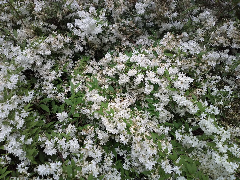 Fehér virágú, alacsony termetű gyöngyvirágcserje / Deutzia gracilis