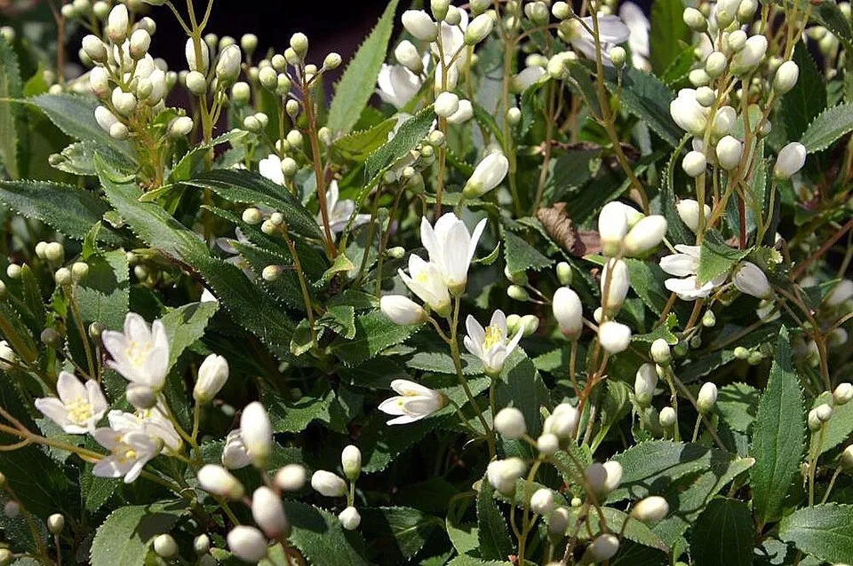 Fehér virágú, törpe gyöngyvirágcserje / Deutzia gracilis 'Nikko'