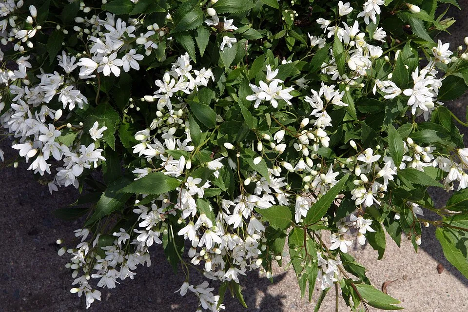 Fehér virágú, törpe gyöngyvirágcserje / Deutzia gracilis 'Nikko'