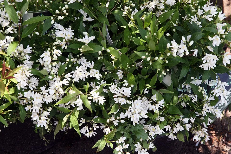 Fehér virágú, törpe gyöngyvirágcserje / Deutzia gracilis 'Nikko'