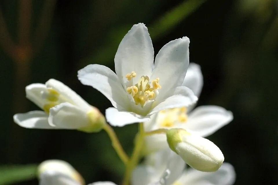 Fehér virágú, törpe gyöngyvirágcserje / Deutzia gracilis 'Nikko'