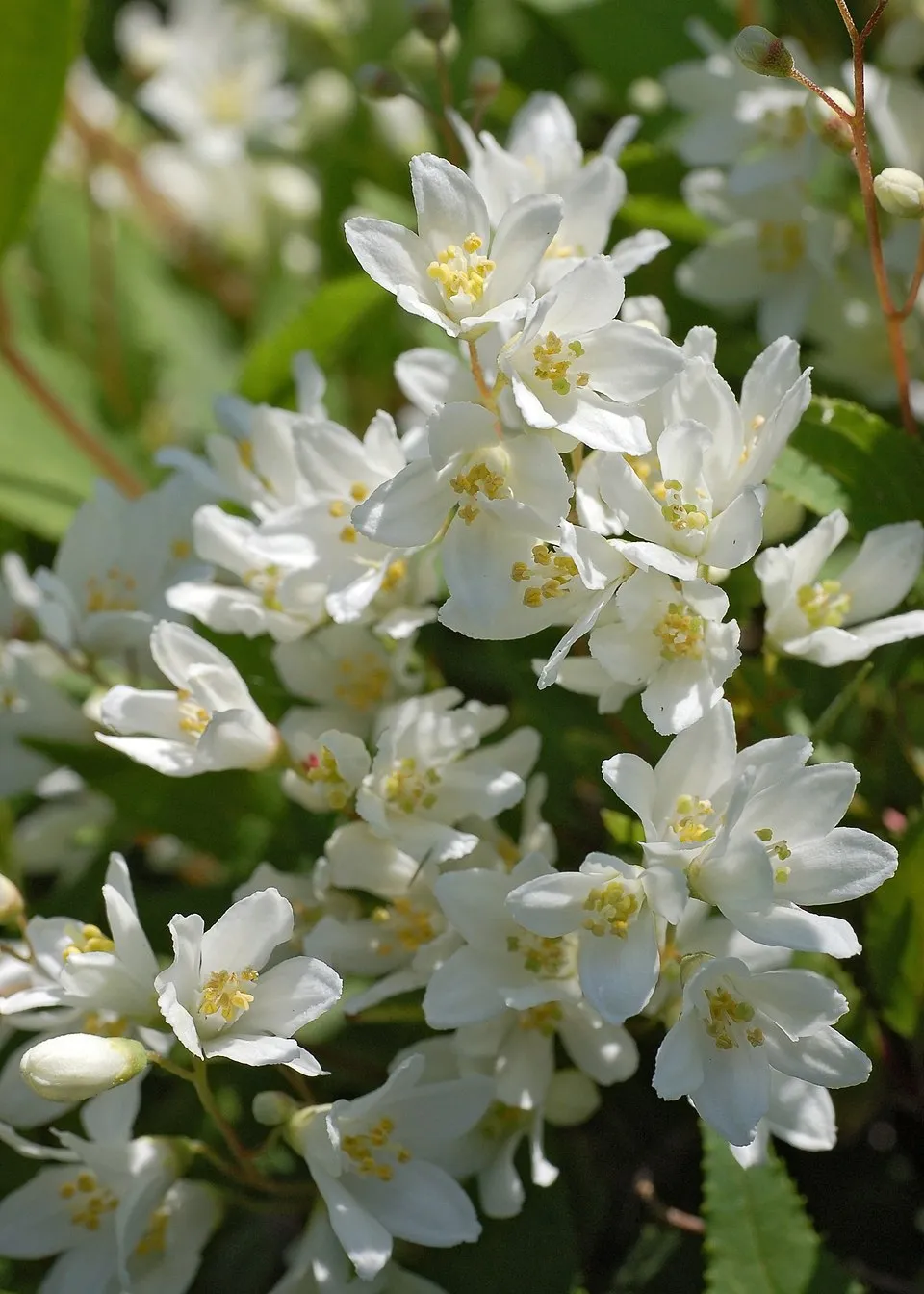 Fehér virágú, törpe gyöngyvirágcserje / Deutzia gracilis 'Nikko'