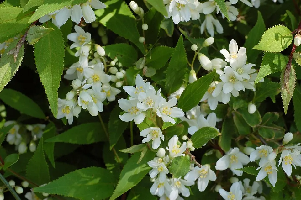 Fehér virágú, törpe gyöngyvirágcserje / Deutzia gracilis 'Nikko'