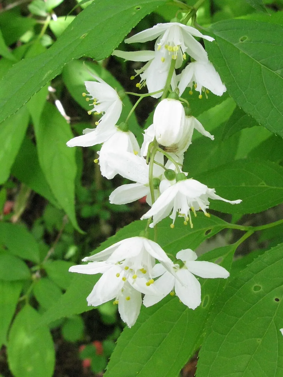 Fehér virágú, törpe gyöngyvirágcserje / Deutzia gracilis 'Nikko'
