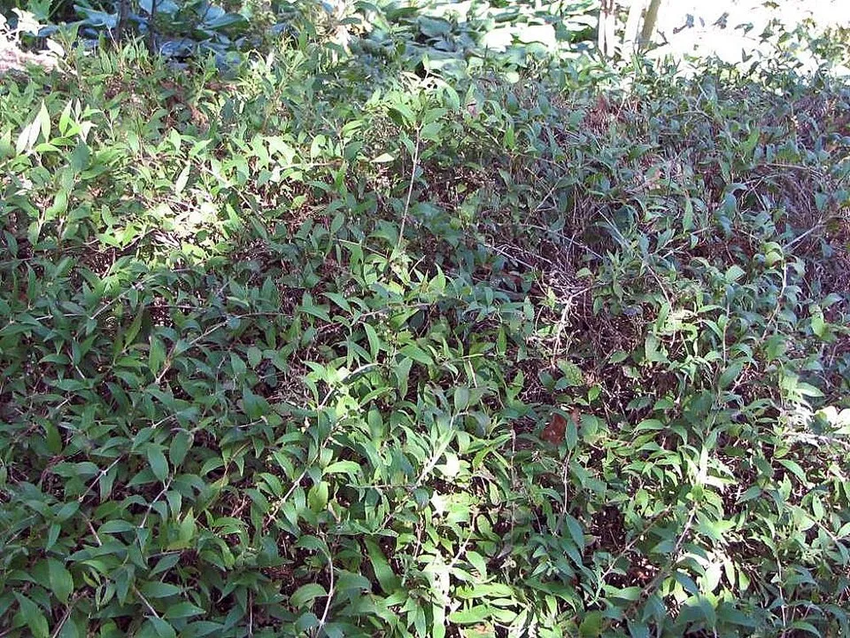 Fehér virágú, törpe gyöngyvirágcserje / Deutzia gracilis 'Nikko'