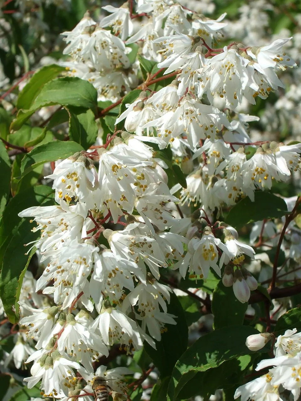 Rózsaszín virágú gyöngyvirágcserje / Deutzia x hybrida 'Strawberry Fields'