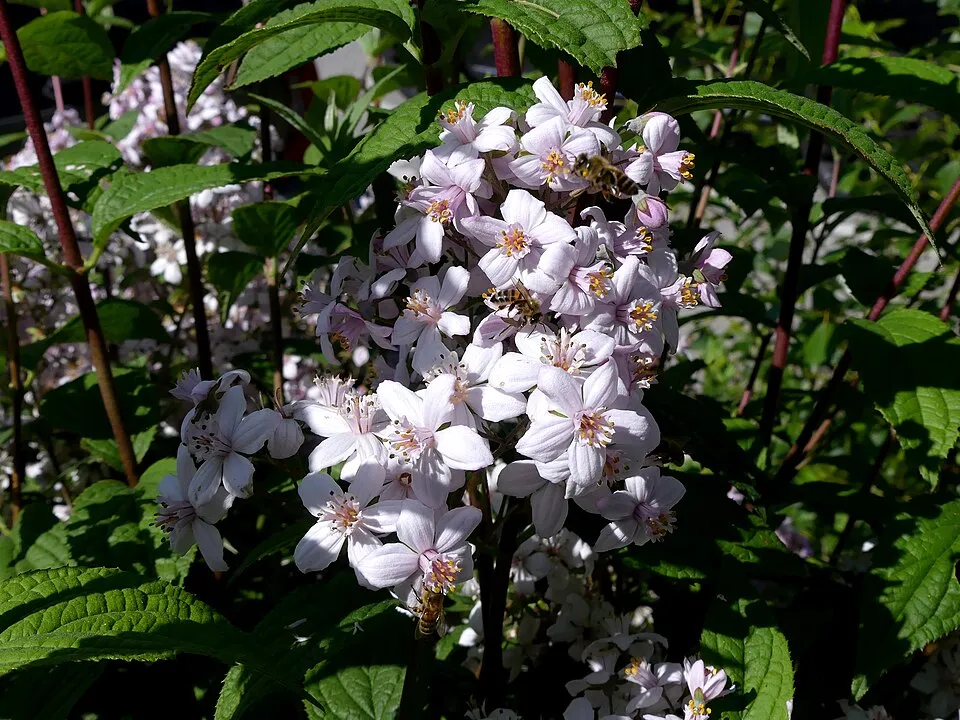 Rózsaszín virágú gyöngyvirágcserje / Deutzia x hybrida 'Strawberry Fields'