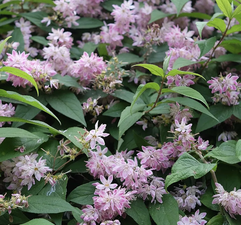 Rózsaszín virágú gyöngyvirágcserje / Deutzia x hybrida 'Strawberry Fields'