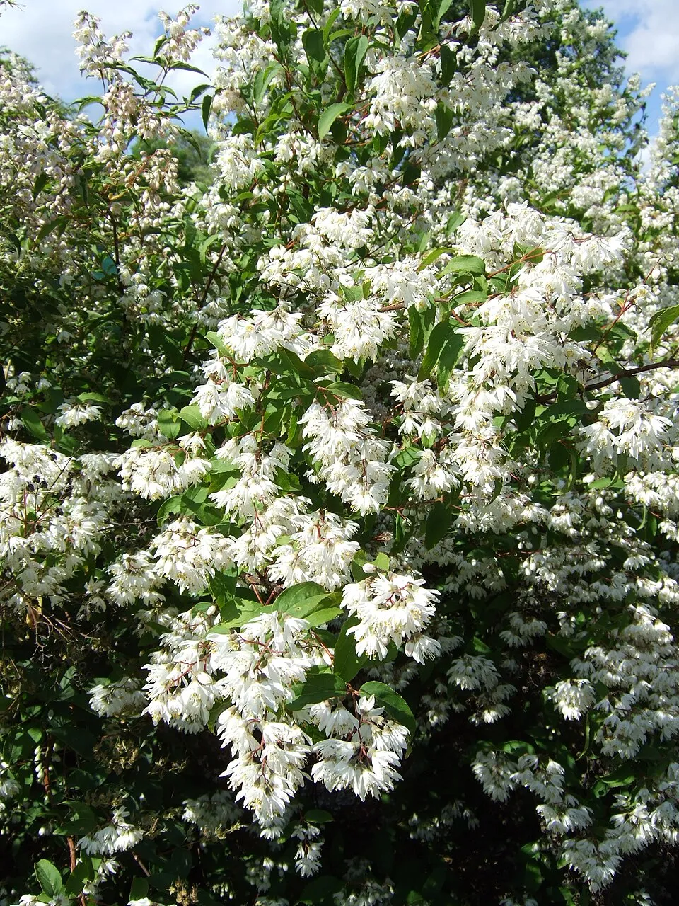 Rózsaszín virágú gyöngyvirágcserje / Deutzia x hybrida 'Strawberry Fields'