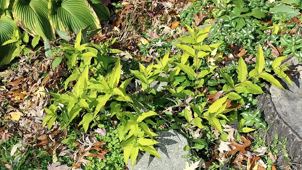 Sárgalonc / Diervilla rivularis 'Troja Black'