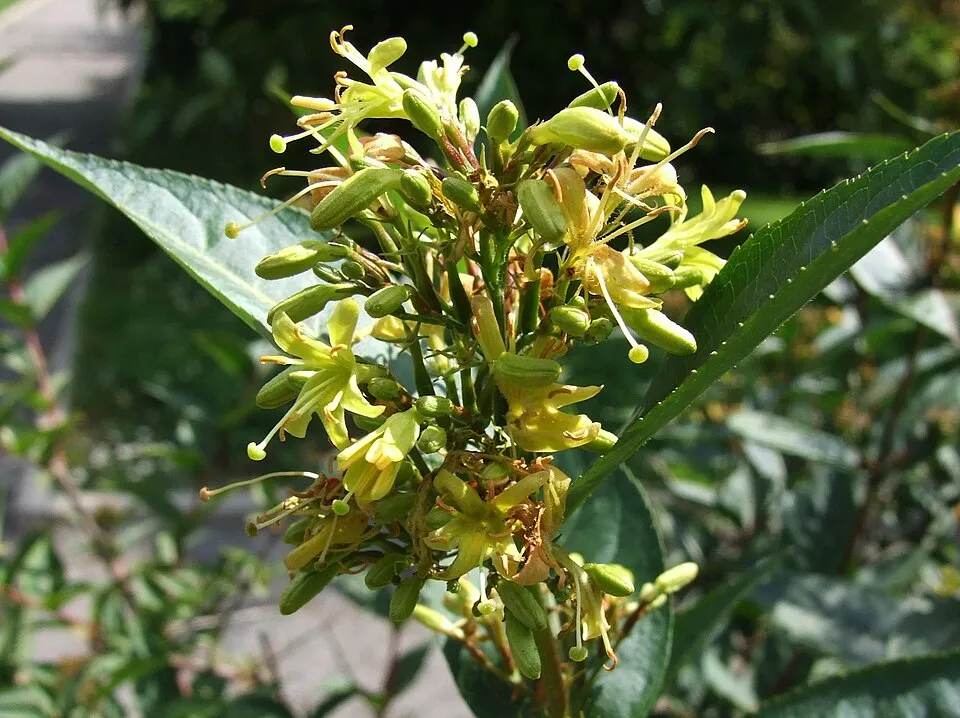 Sárgalonc / Diervilla rivularis 'Troja Black'