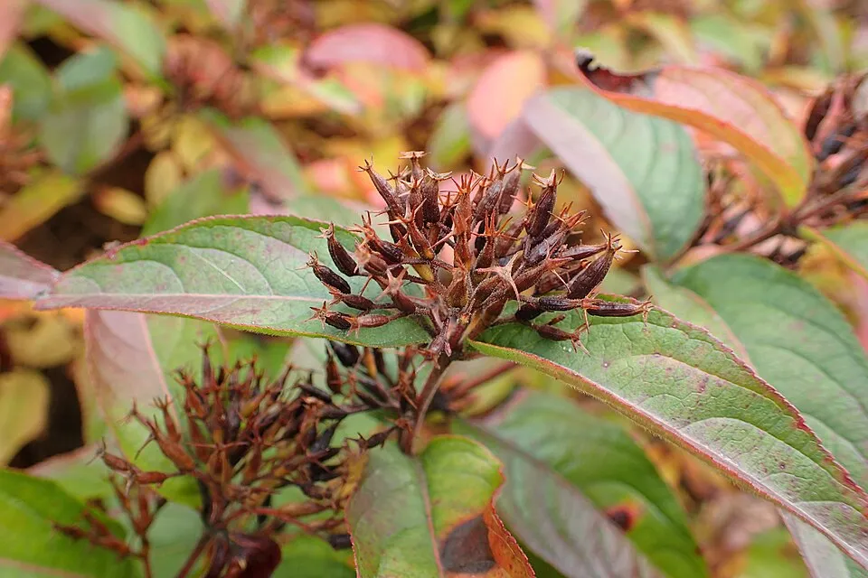 Sárgalonc / Diervilla rivularis 'Troja Black'