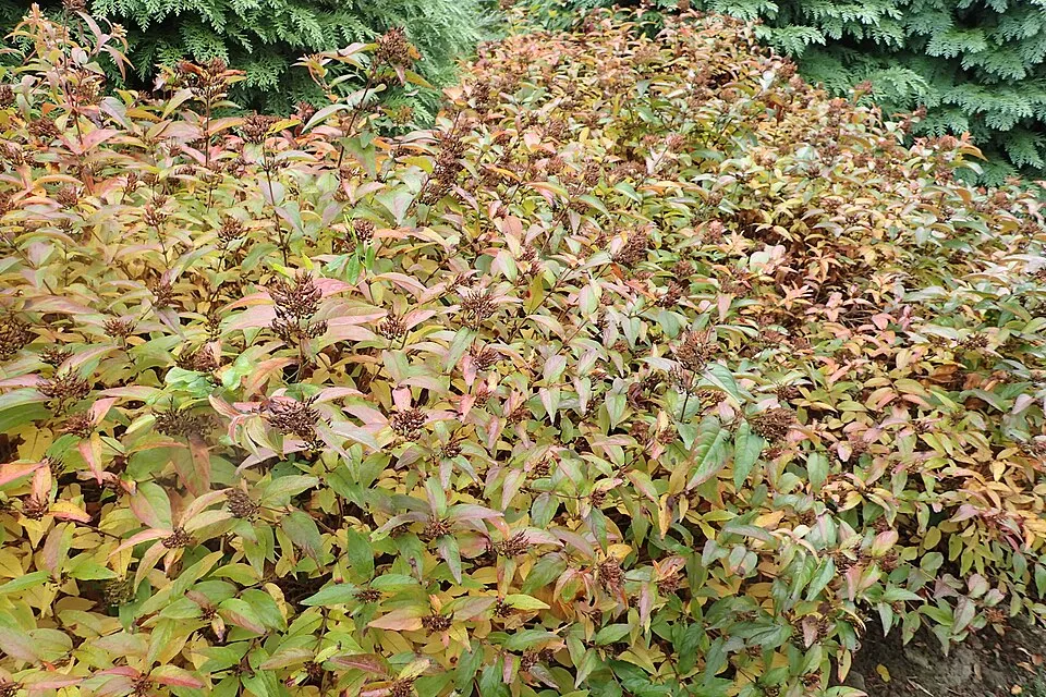 Sárgalonc / Diervilla rivularis 'Troja Black'