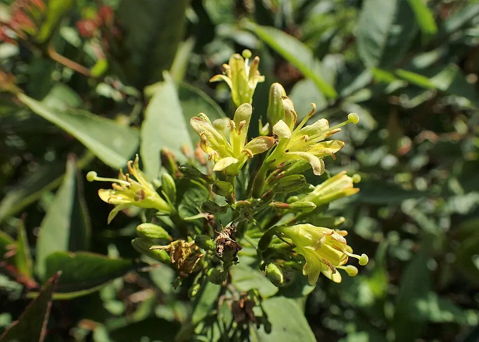 Sárgalonc / Diervilla rivularis 'Troja Black'