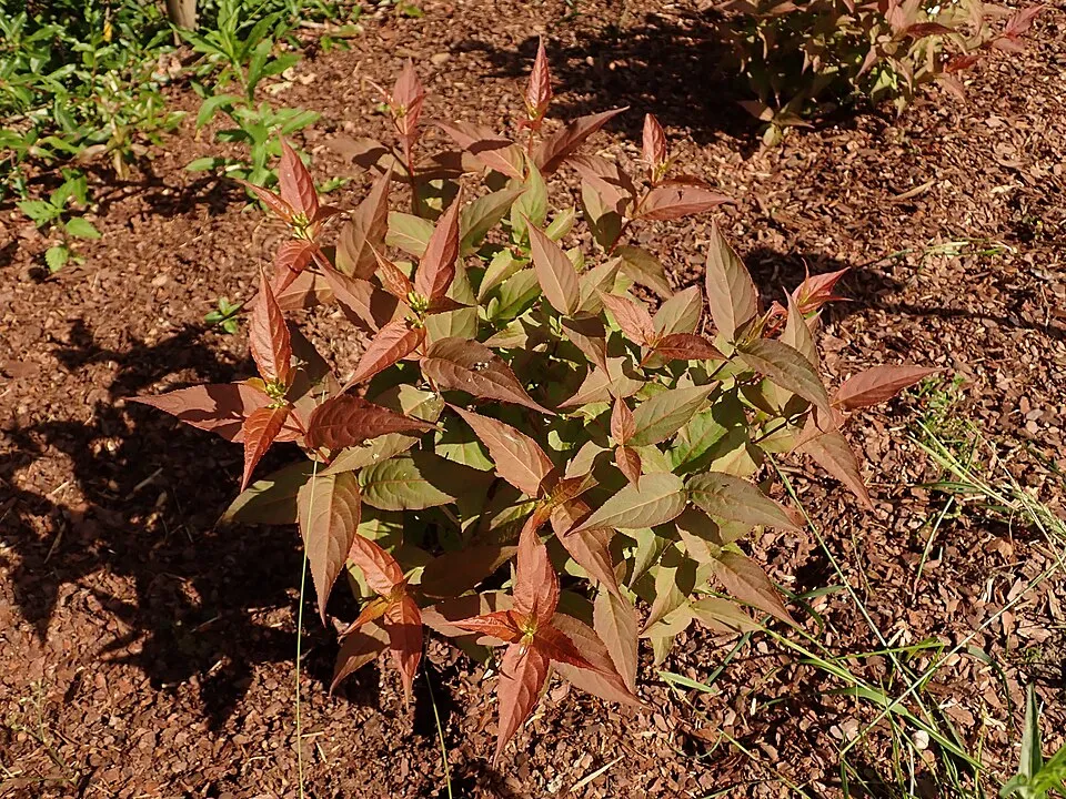 Sárgalonc / Diervilla rivularis 'Troja Black'
