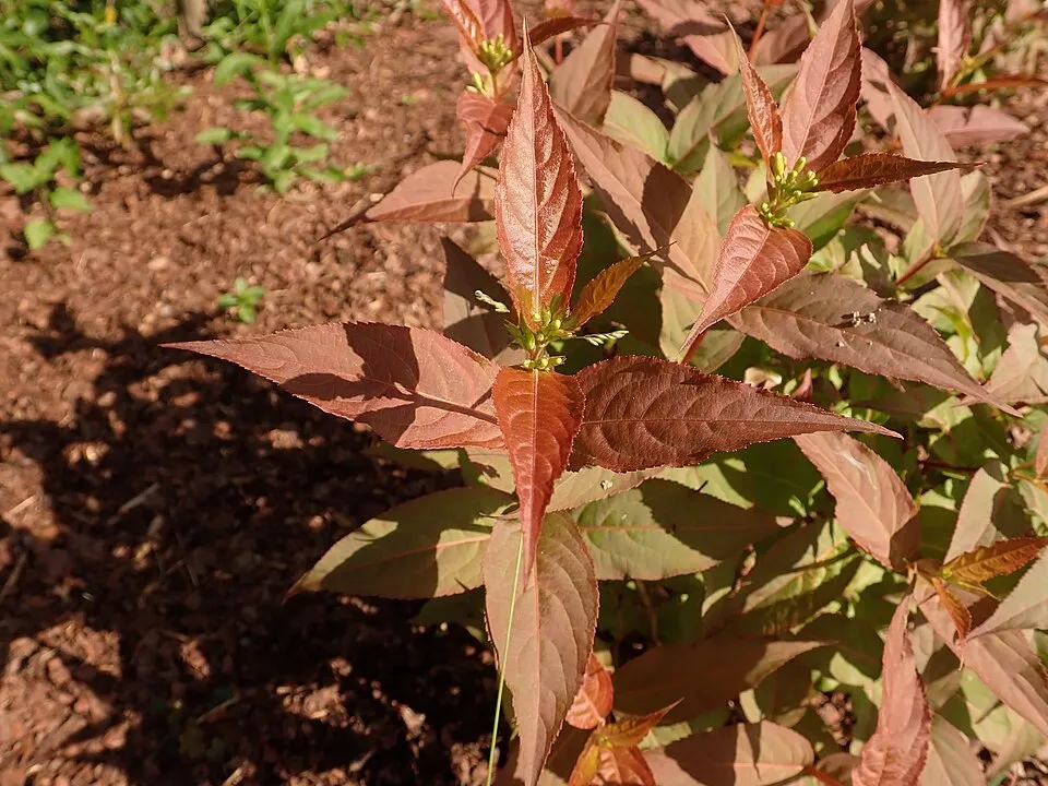 Sárgalonc / Diervilla rivularis 'Troja Black'