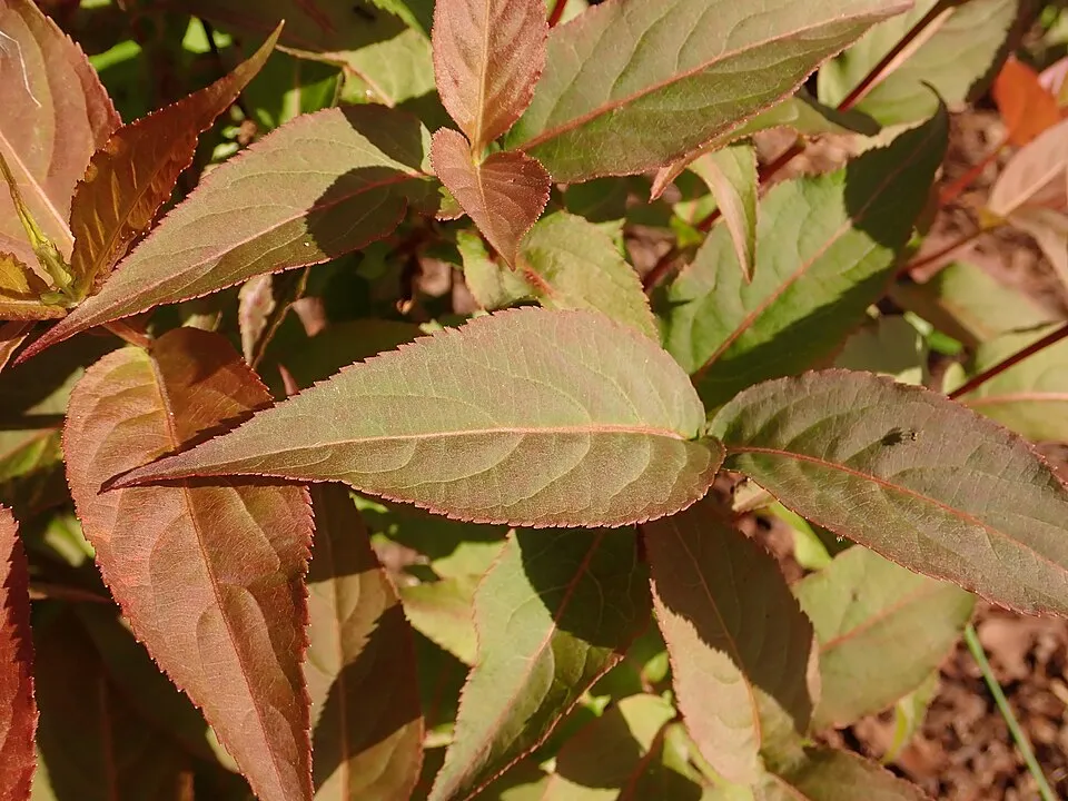 Sárgalonc / Diervilla rivularis 'Troja Black'