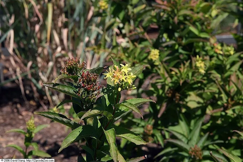 Kénszínű sárgalonc / Diervilla sessilifolia 'Butterfly'