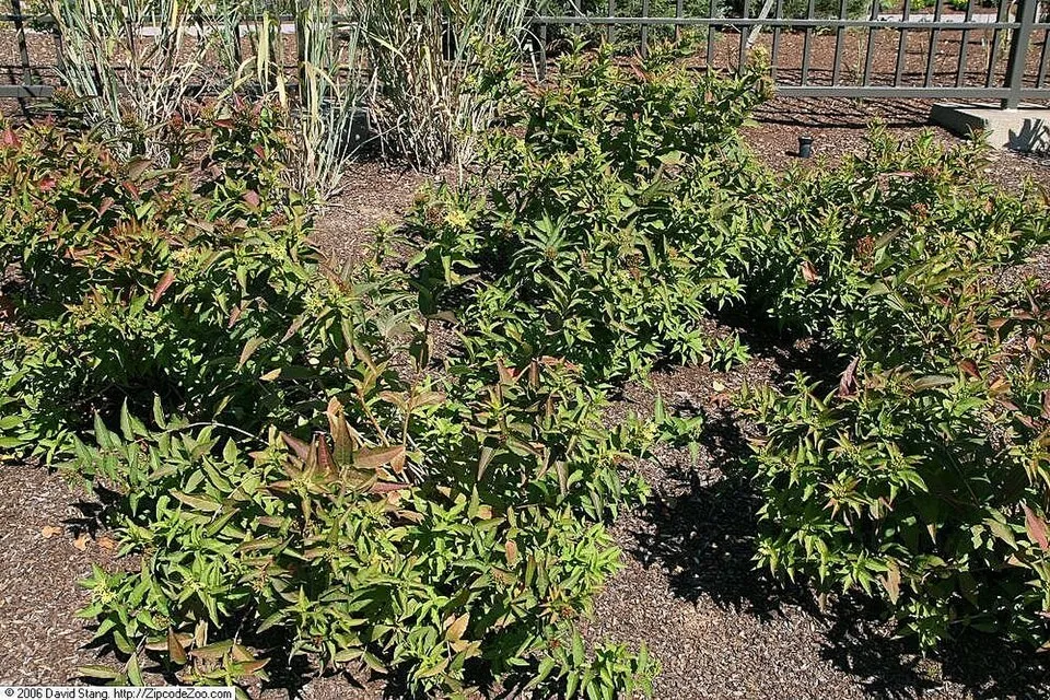 Kénszínű sárgalonc / Diervilla sessilifolia 'Butterfly'