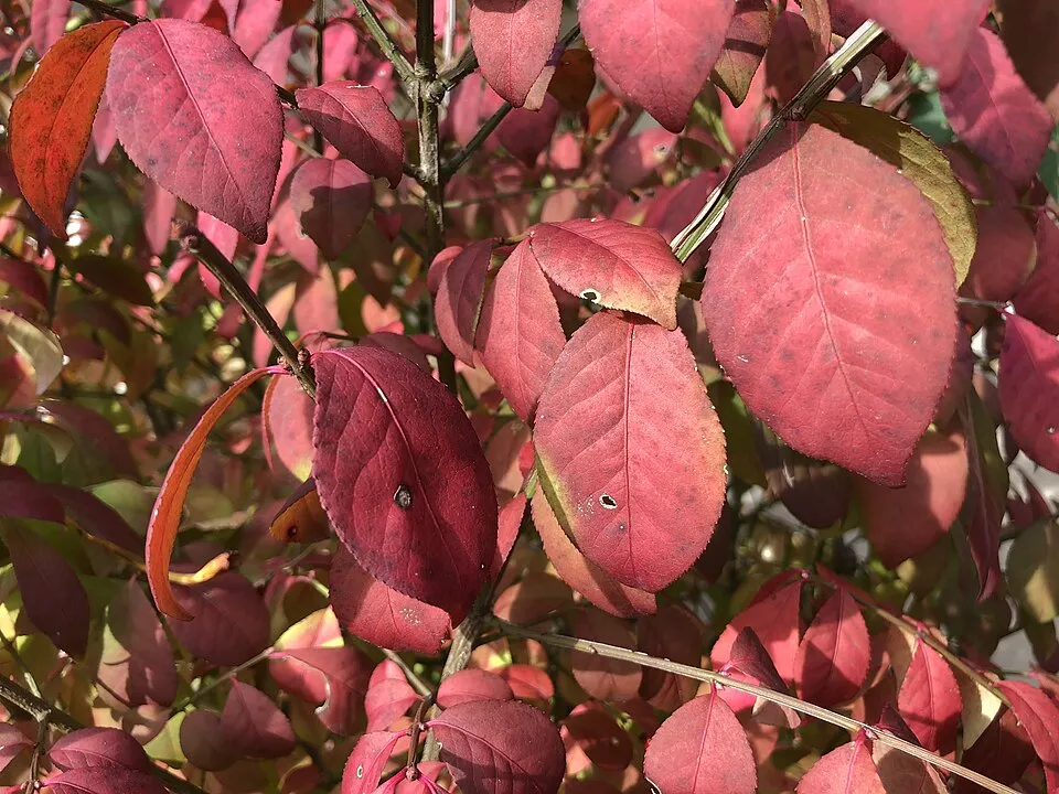 Törpe szárnyas kecskerágó / Euonymus alatus 'Compactus'