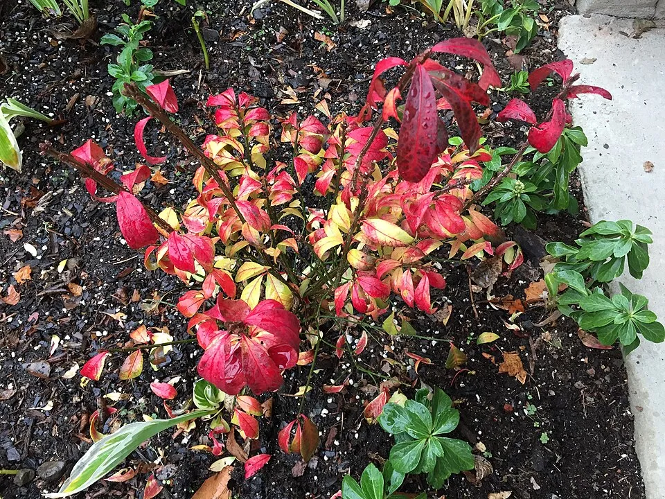 Törpe szárnyas kecskerágó / Euonymus alatus 'Compactus'