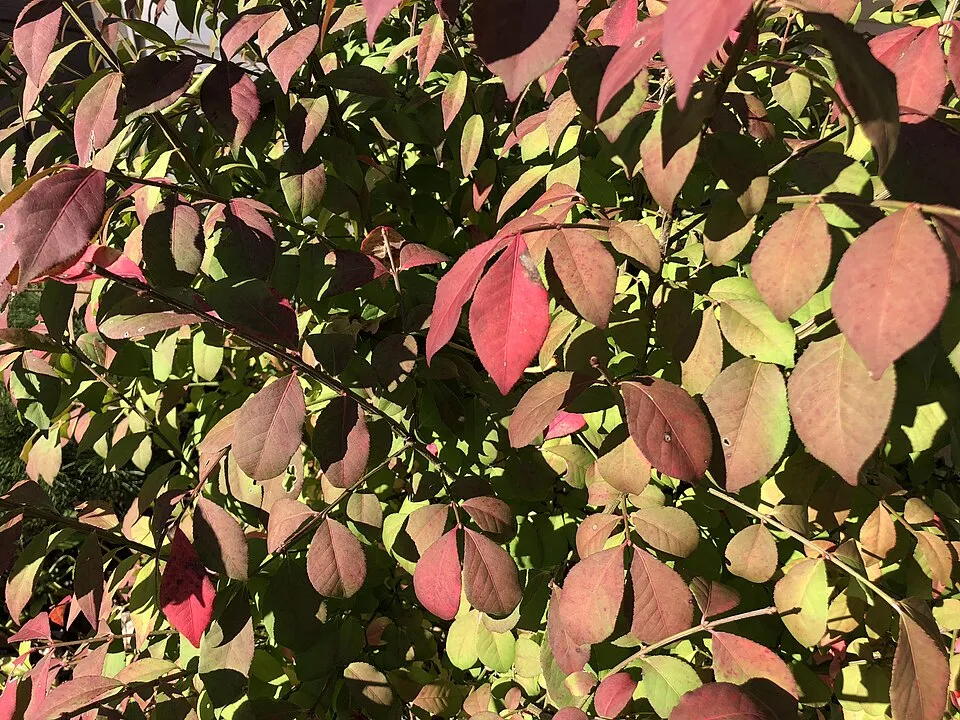Törpe szárnyas kecskerágó / Euonymus alatus 'Compactus'