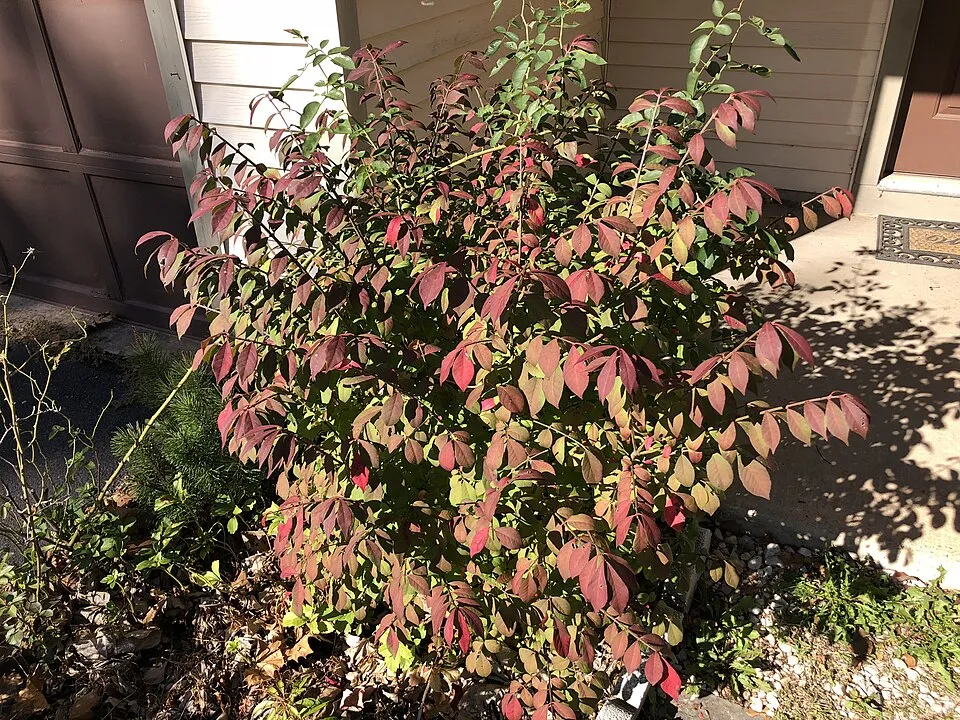 Törpe szárnyas kecskerágó / Euonymus alatus 'Compactus'