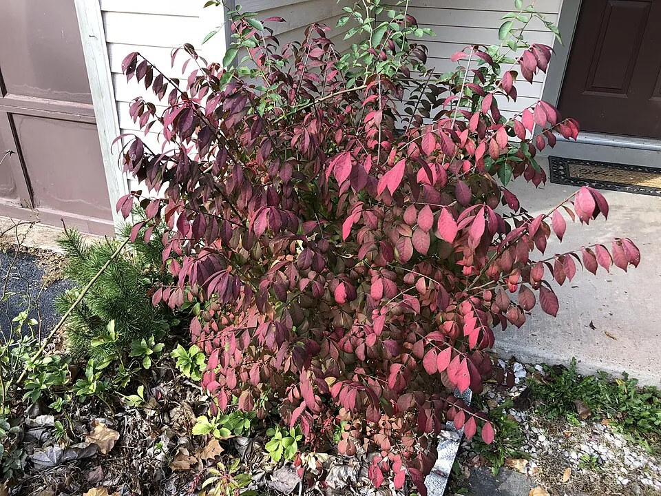 Törpe szárnyas kecskerágó / Euonymus alatus 'Compactus'