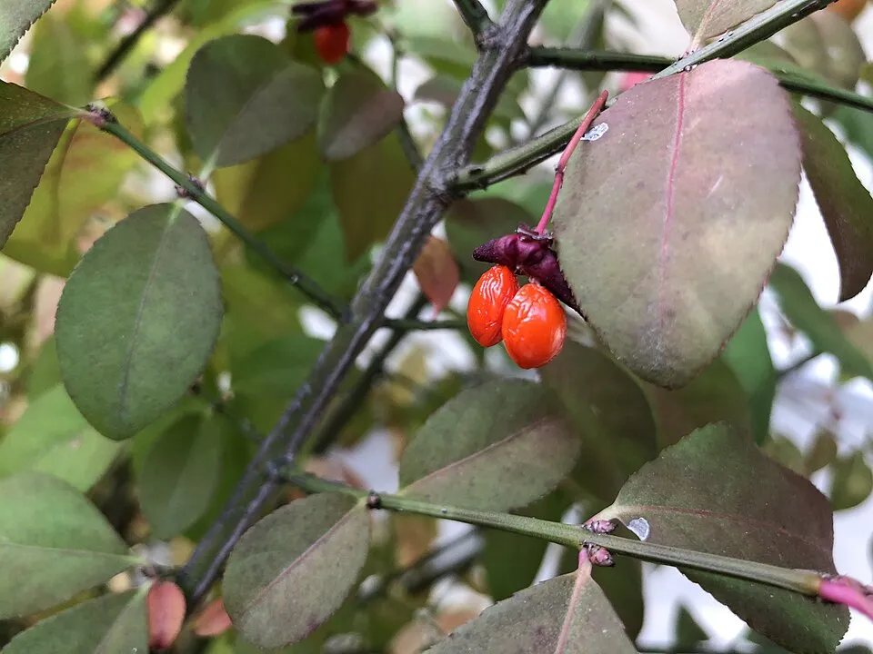 Törpe szárnyas kecskerágó / Euonymus alatus 'Compactus'