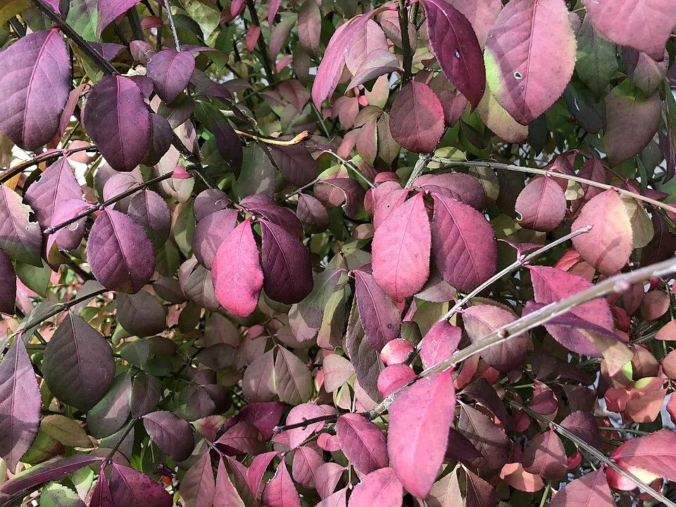 Törpe szárnyas kecskerágó / Euonymus alatus 'Compactus'