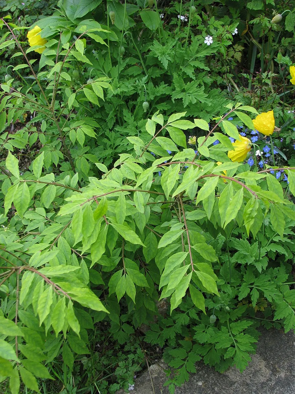 Törpe szárnyas kecskerágó / Euonymus alatus 'Compactus'