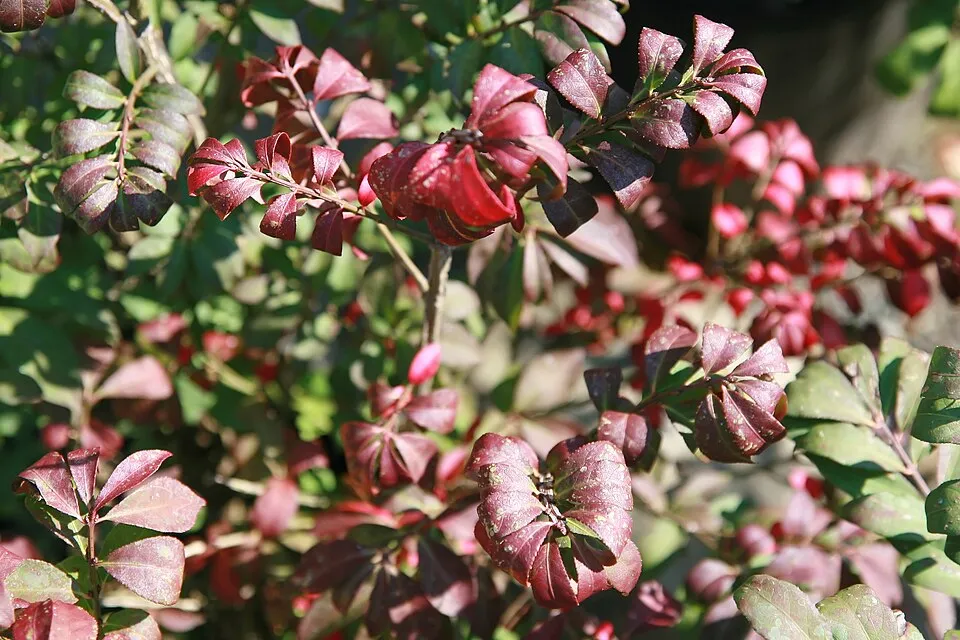 Törpe szárnyas kecskerágó / Euonymus alatus 'Compactus'